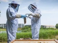 劳斯莱斯的养蜂场项目 旨在应对目前英国蜜蜂所面临的数量减少问题