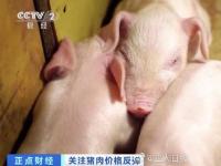 猪肉每公斤涨7元 业内人士认为生猪供应量逐步增加猪价有下滑的可能