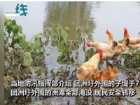 鸡群被洪水围困树枝7天 9省市部分地区有大到暴雨