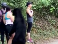 女子路遇野生黑熊被抱住淡定自拍 遇到黑熊了应该怎么办