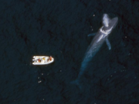 这项新的AI技术可以防止船舶与鲸鱼相撞